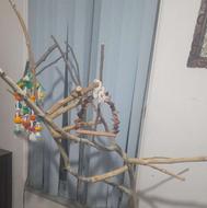 درختچه طوطی سانان