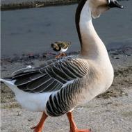 سه عدد غاز لیندا دوتا ماده یک عدد نردم تخم