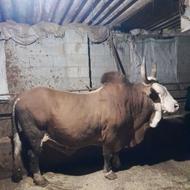 گاو نر جنگلی