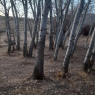 خرید چوب با قیمت بالا