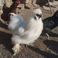 خروس ابریشمی