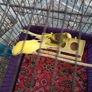 دوتامرغ عشق سالم زیبا بدون عیب