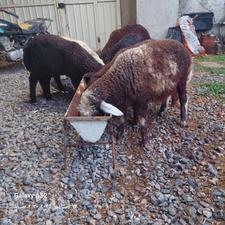 بره برای پروار