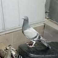 کفتر جیر پلاکی آفتاب نخورده