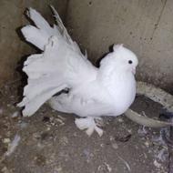 کبوتر چتری سفید