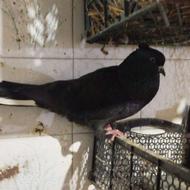 چهار عدد کبوتر پرشی