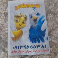 پنبه لانه پرنده