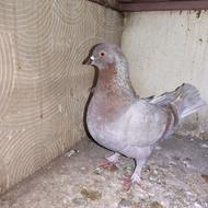 کبوتر تزئینی