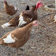 بوقلمون سالم و چاق و سرحال