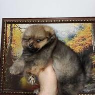 پامر پرتقالی ماده واگذاری