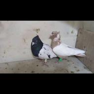 2تا کفتر. سالم برای جفت