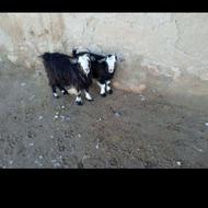 فروش دوعدد بز غاله