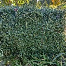 فروش یونجه درجه یک