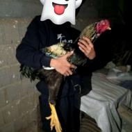 یک عدد لاری صابونی نسل دار