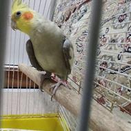 عروس هلندی نر با قفس