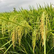 خریدار نقدی شالی و برنج