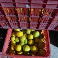 لیمو ترش محلی