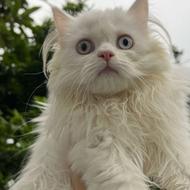 فروش گربه پرشین سفید
