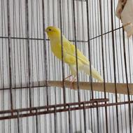 قناری نر سوپر