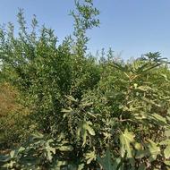 هرس باغ و باغچه بابهترین ظرافت