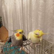 عروس هلندی نر وماده