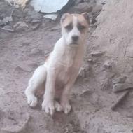 توله افغان 2ماهه