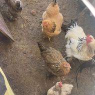 نژاد برهما ( اپراطور) وارداتی