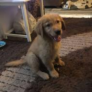 سگ گلدن 2 ماه رایگان