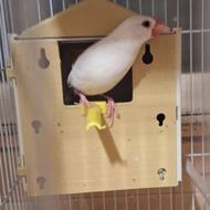 فروش جفت نرگسی دم تخم