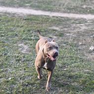 سگ پیت پول واگذار