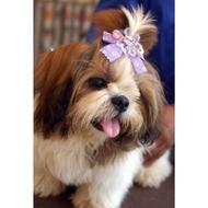 درخواست واگذارسگ شیتزو فلت