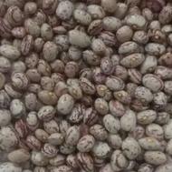 لوبیاچیتی کوشا