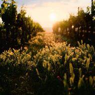 خانم جوان و آراسته جهت امورات منزل نیازمندم.