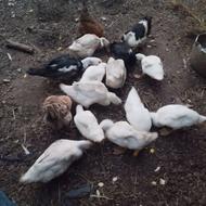 اردک محلی ..