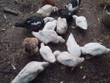 اردک محلی .. در شیپور