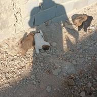 سگ اشپیتز به همراه7 تا بچه