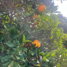 فروش زمین کشاورزی 1000