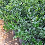 یاس هلندی و شمشاد طلایی. مورت