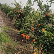 فروش پرتقال خونی موزی