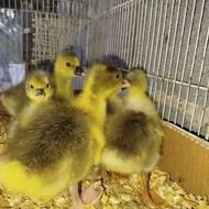 فروش جوجه غاز جوجه اردک