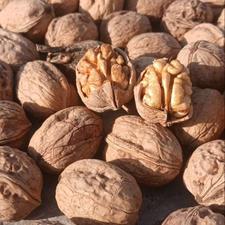 فروش فوری گردو پوست کاغذی امسالی