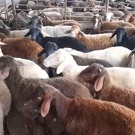 خرید وفروش مرکز گوسفند زنده با قیمت مناسب