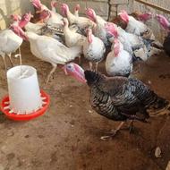 بوقلمون درجه یک وزن بالا