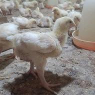 فروش 1000عددجوجه راس 308