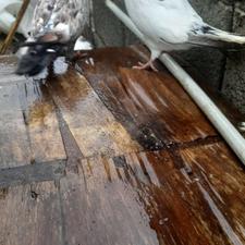 کبوتر پرشی جوانه