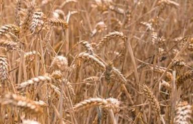 اجاره زمین کشاورزی در چمگردله پلدختر