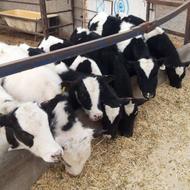 فروش 7راس گوساله قطع شیر و25راس شیرخوار