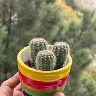 گلدون سرامیکی زیبا با 3 عدد کاکتوس گرد
