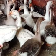 خرید وفروش. انواع. غاز واردک. ومرغ وخروس