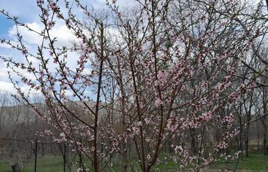 فروش باغ روبروی تصویه خانه .